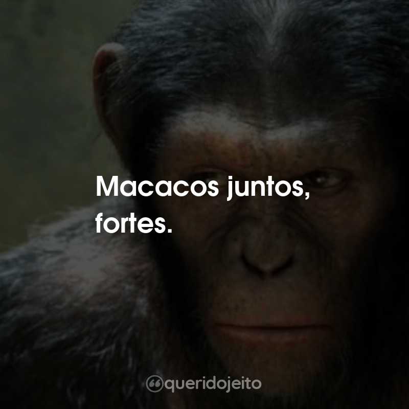 Frases do Filme Planeta dos Macacos: A Origem: Macacos juntos, fortes.