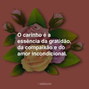 O carinho é a essência da gratidão, da compaixão e do amor incondicional.