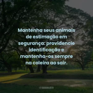 Mantenha seus animais de estimação em segurança: providencie identificação e mantenha-os sempre na coleira ao sair. 🐾
