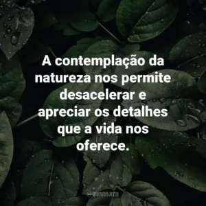 A contemplação da natureza nos permite desacelerar e apreciar os detalhes que a vida nos oferece.