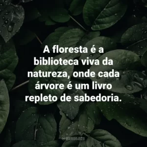 A floresta é a biblioteca viva da natureza, onde cada árvore é um livro repleto de sabedoria.