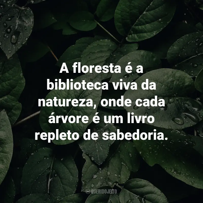Frases sobre a natureza: A floresta é a biblioteca viva da natureza, onde cada árvore é um livro repleto de sabedoria.