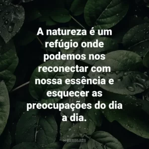 A natureza é um refúgio onde podemos nos reconectar com nossa essência e esquecer as preocupações do dia a dia.