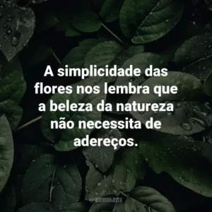 A simplicidade das flores nos lembra que a beleza da natureza não necessita de adereços.