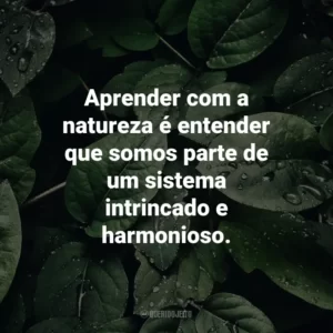 Aprender com a natureza é entender que somos parte de um sistema intrincado e harmonioso.