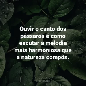 Ouvir o canto dos pássaros é como escutar a melodia mais harmoniosa que a natureza compôs.