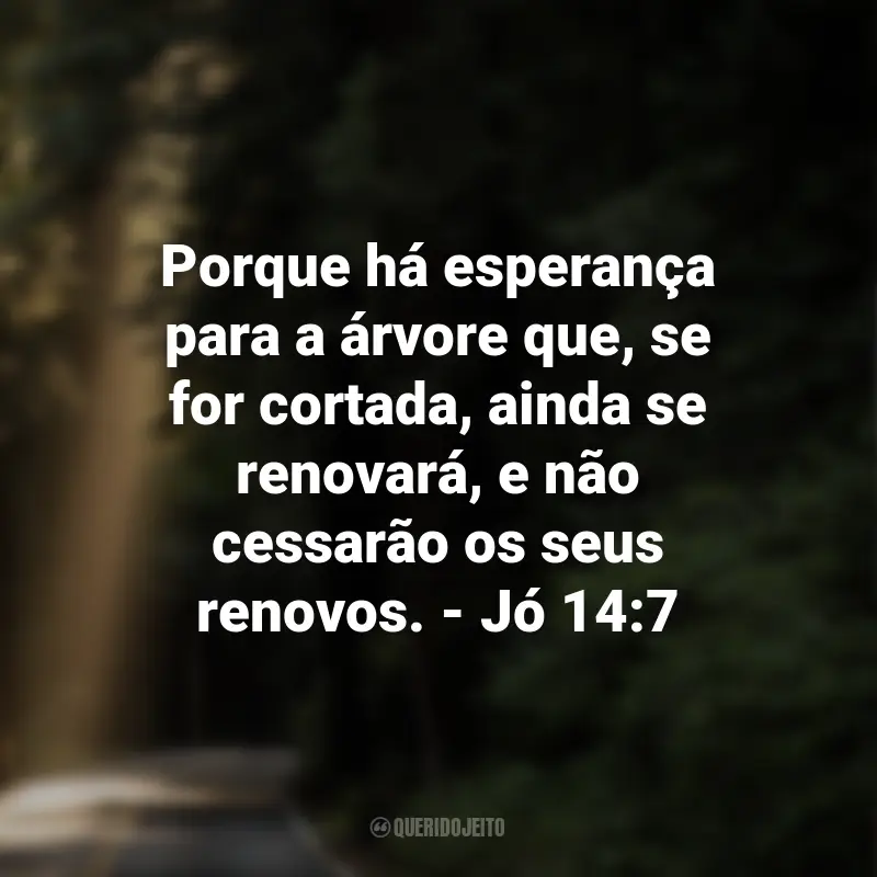 Frases de Deus sobre Esperança: Porque há esperança para a árvore que, se for cortada, ainda se renovará, e não cessarão os seus renovos. - Jó 14:7