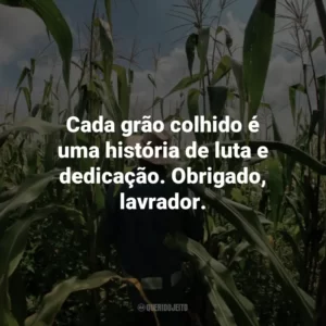 Cada grão colhido é uma história de luta e dedicação. Obrigado, lavrador.