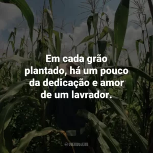 Em cada grão plantado, há um pouco da dedicação e amor de um lavrador.
