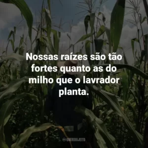 Nossas raízes são tão fortes quanto as do milho que o lavrador planta.