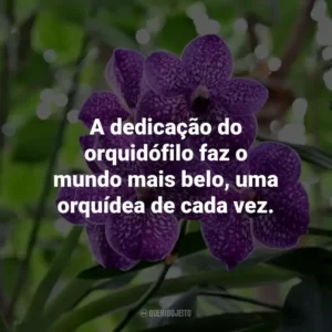 A dedicação do orquidófilo faz o mundo mais belo, uma orquídea de cada vez.