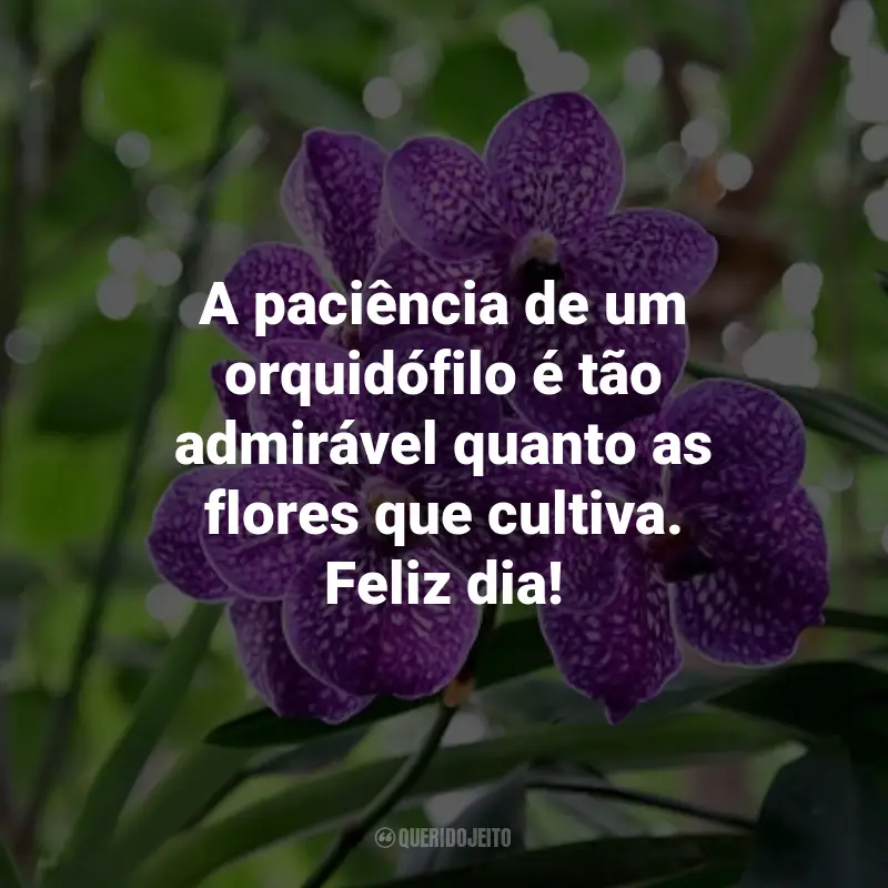 Frases para o Dia do Orquidófilo: A paciência de um orquidófilo é tão admirável quanto as flores que cultiva. Feliz dia!