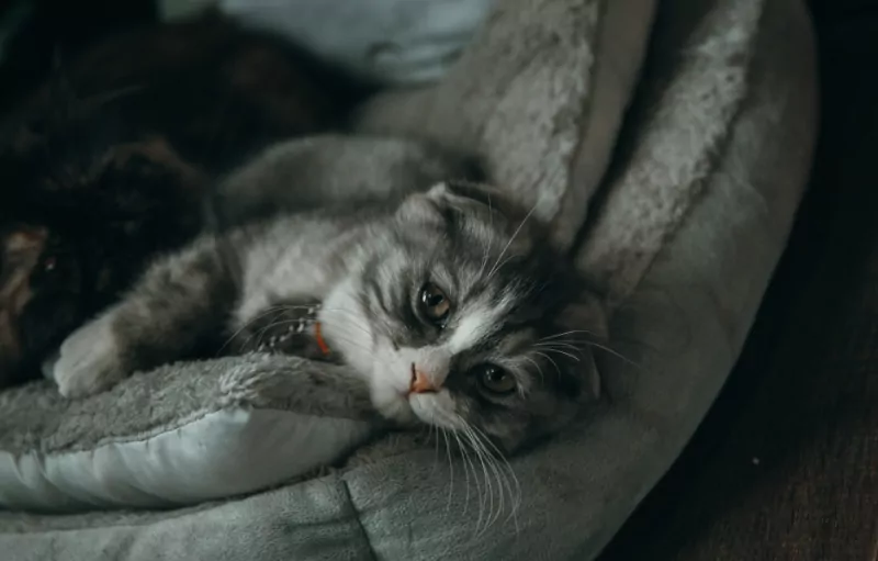 Frases para o Dia do Gato