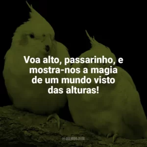 Voa alto, passarinho, e mostra-nos a magia de um mundo visto das alturas! Dia das Aves