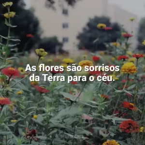 As flores são sorrisos da Terra para o céu. Dia das Flores