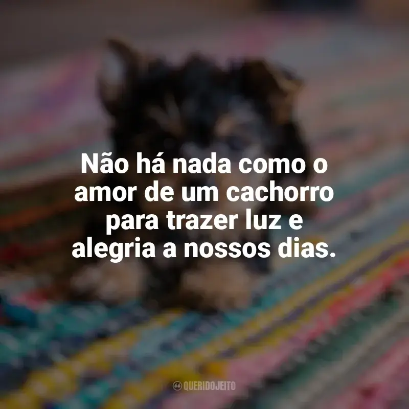 Frases Feliz Dia do Cachorro: Não há nada como o amor de um cachorro para trazer luz e alegria a nossos dias.
