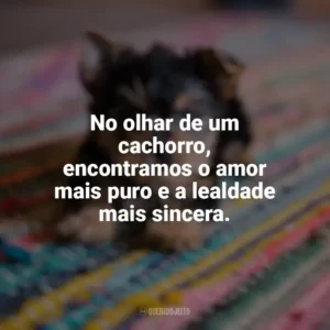 No olhar de um cachorro, encontramos o amor mais puro e a lealdade mais sincera. Dia do Cachorro