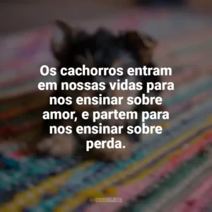 Os cachorros entram em nossas vidas para nos ensinar sobre amor, e partem para nos ensinar sobre perda. Dia do Cachorro