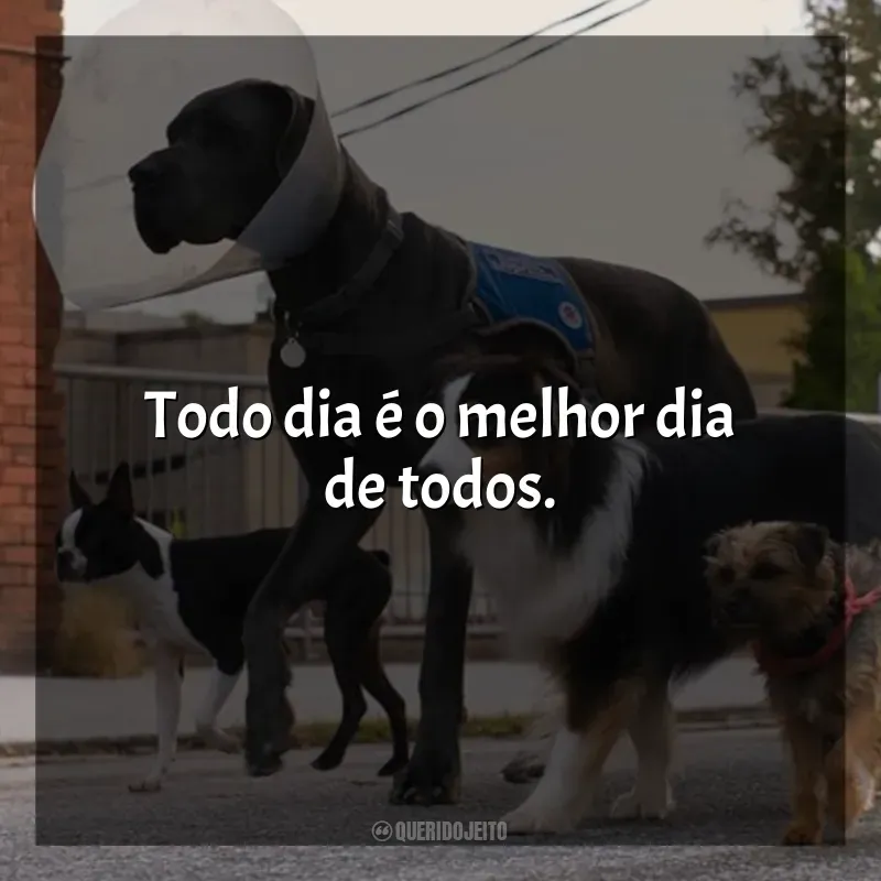 Frases do Filme Ruim Pra Cachorro: Todo dia é o melhor dia de todos.
