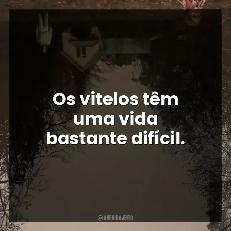 Os vitelos têm uma vida bastante difícil.
