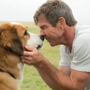 Frases do filme Quatro Vidas de um Cachorro
