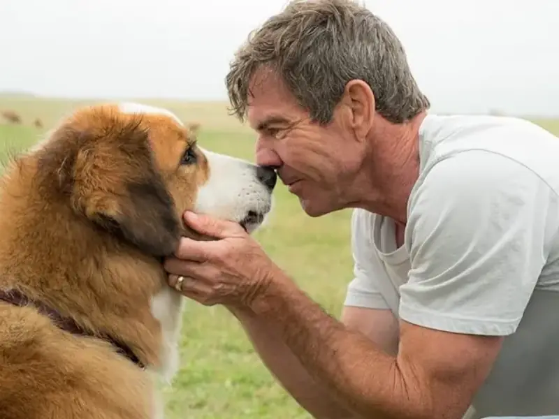 Frases do filme Quatro Vidas de um Cachorro
